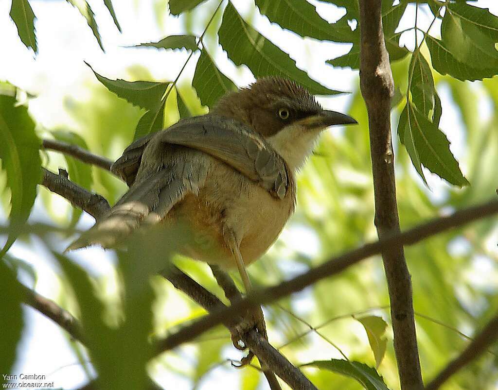 White-throated Babbler, identification