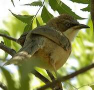 White-throated Babbler