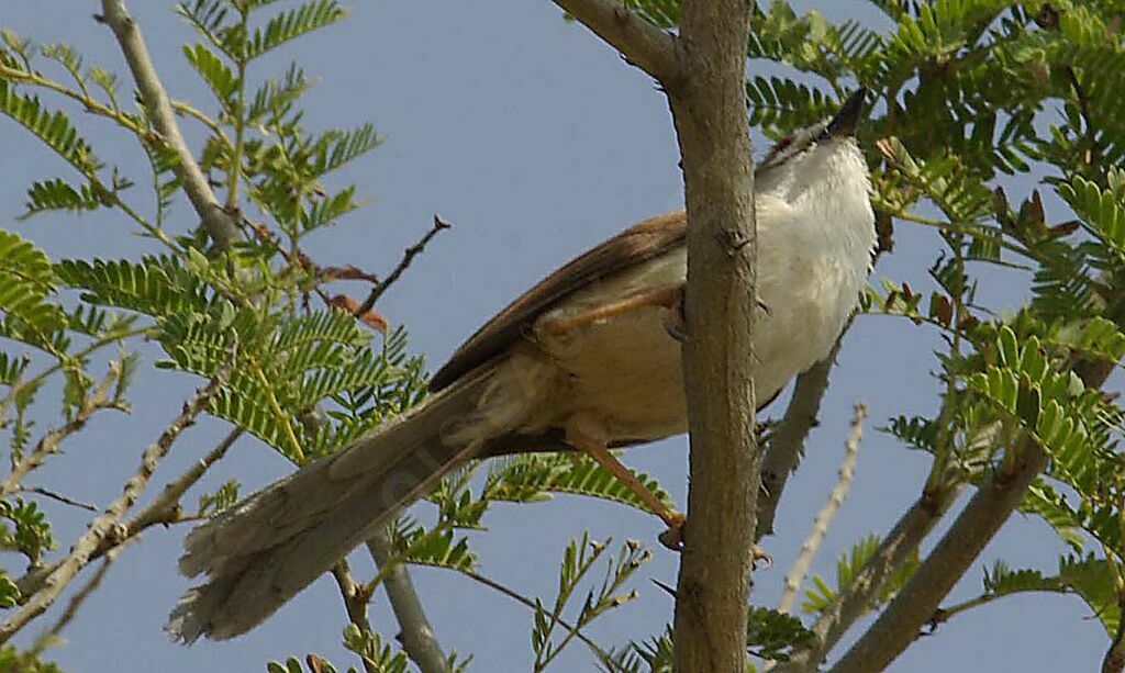 White-throated Babbler