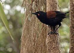 North Island Saddleback