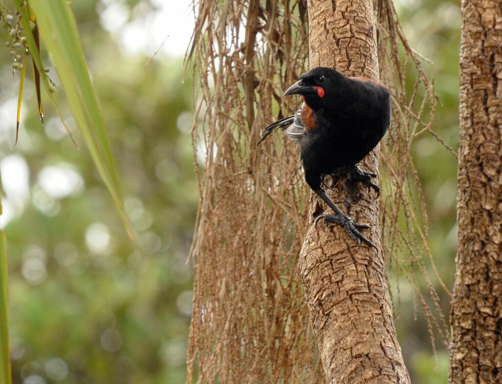 North Island Saddleback