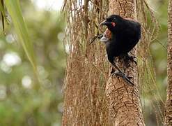 North Island Saddleback