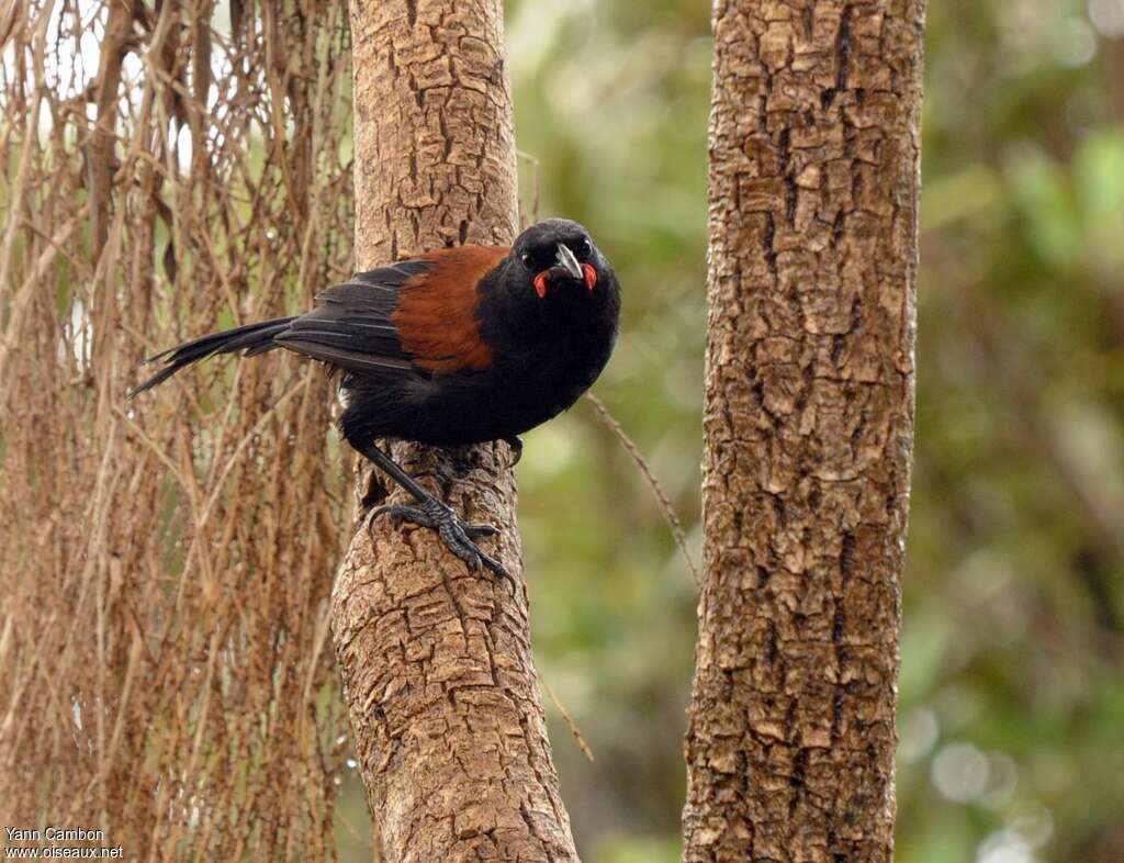 North Island Saddlebackadult, identification