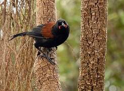 North Island Saddleback