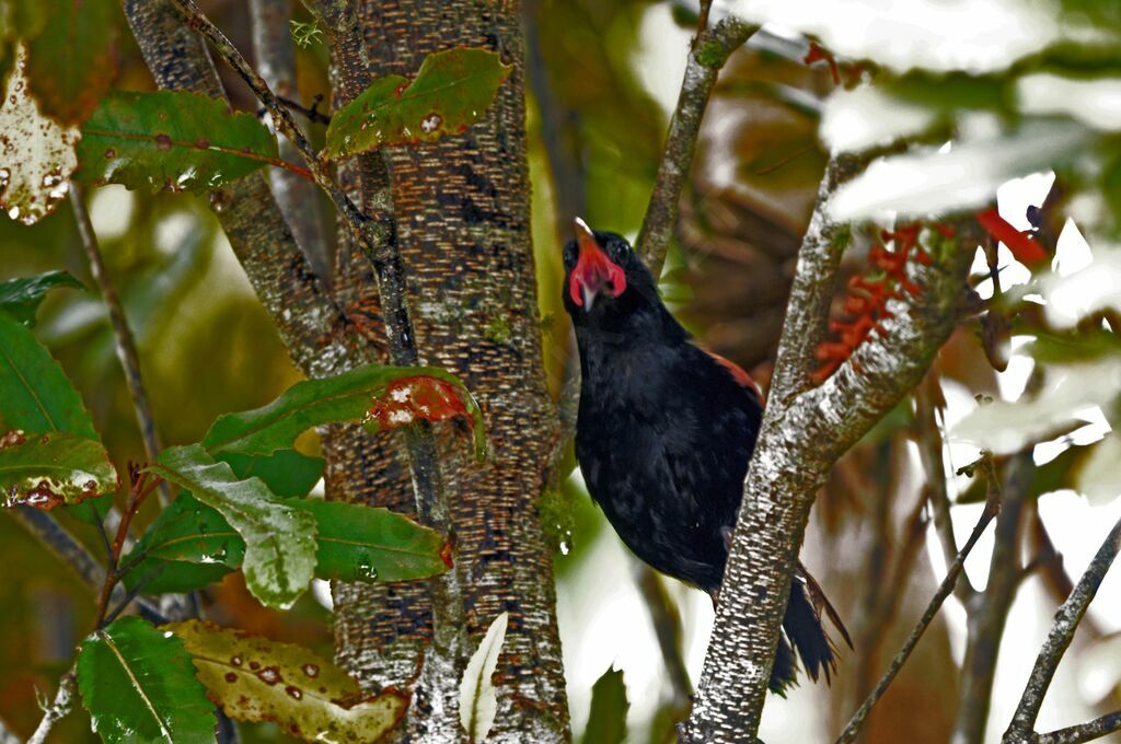 North Island Saddleback