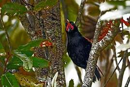 North Island Saddleback