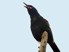 North Island Saddleback