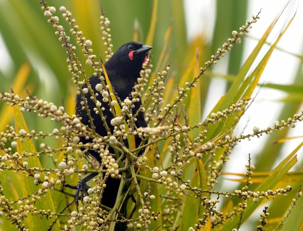 North Island Saddleback