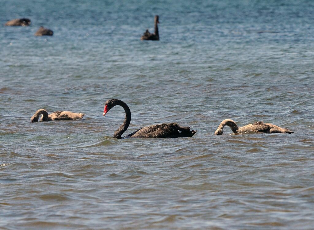 Cygne noir, Nidification