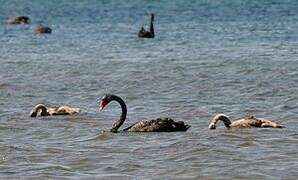 Black Swan