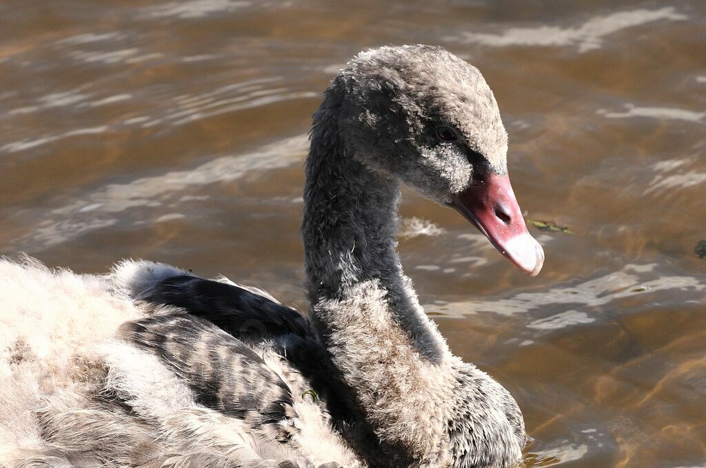 Cygne noirjuvénile