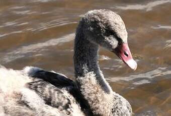 Cygne noir