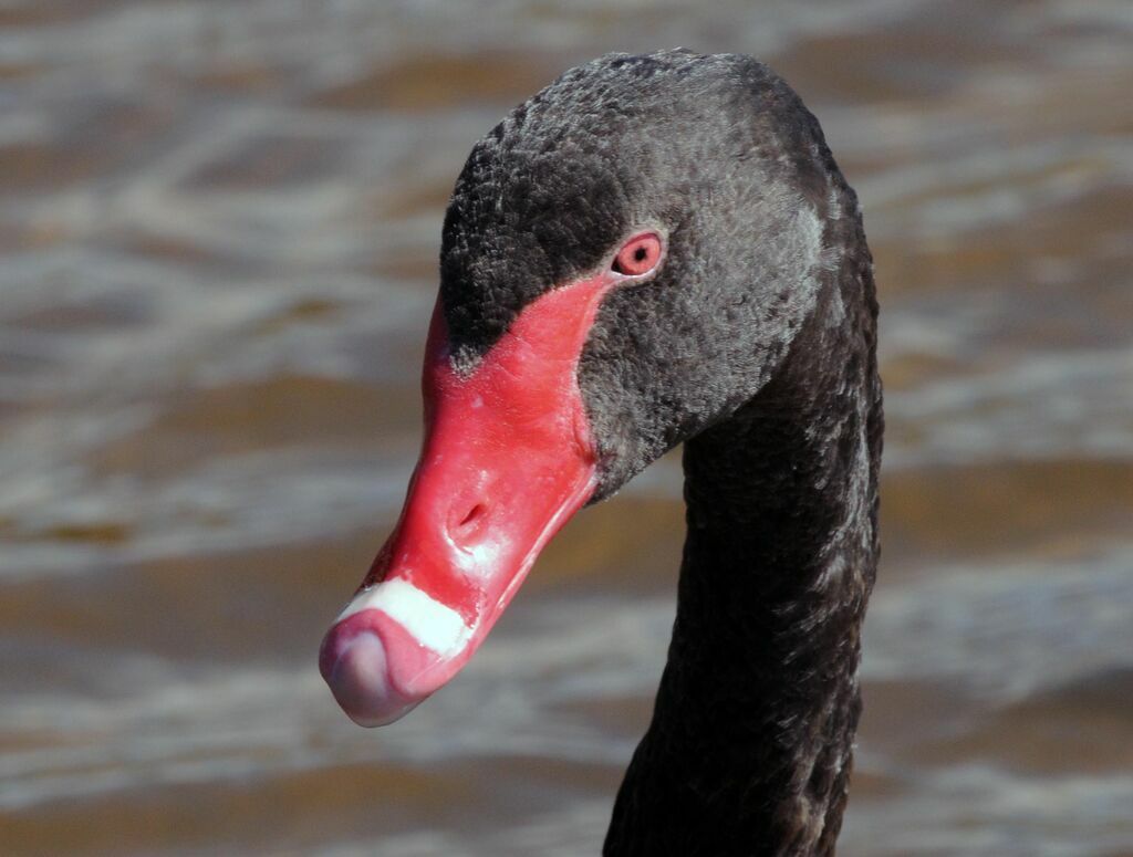 Cygne noiradulte