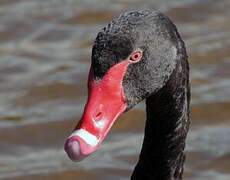 Black Swan