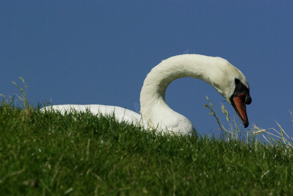 Cygne tuberculé mâle adulte