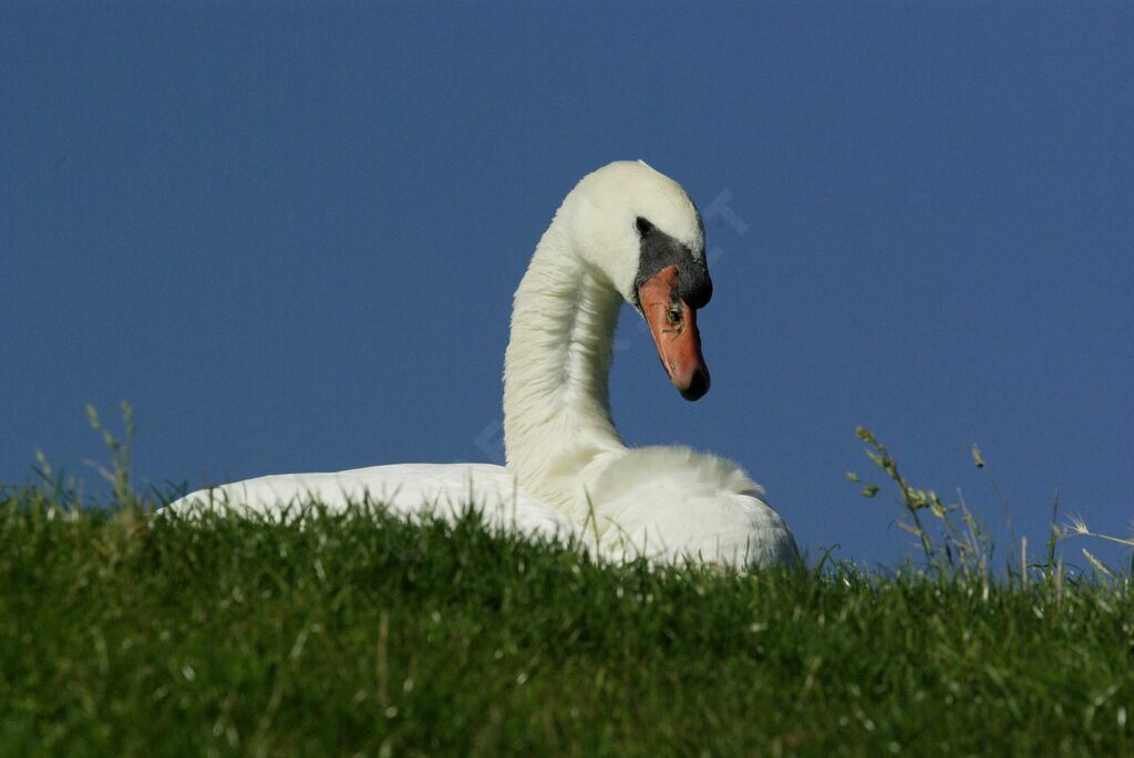 Cygne tuberculé mâle adulte