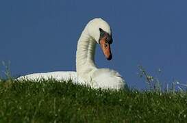 Cygne tuberculé