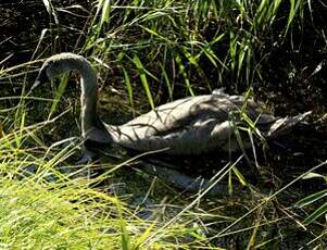 Cygne tuberculé