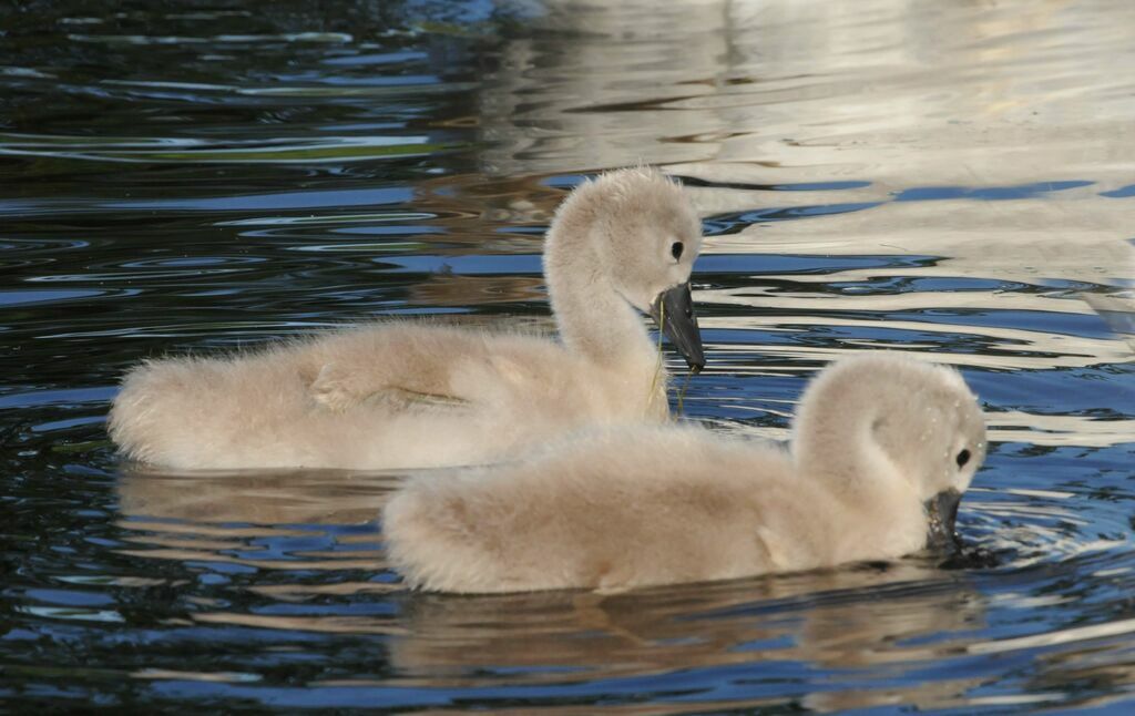 Cygne tuberculéjuvénile