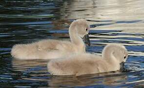 Cygne tuberculé