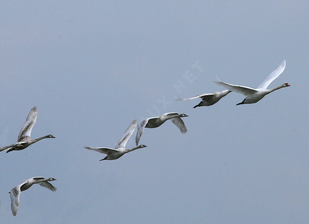 Cygne tuberculé