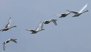 Mute Swan