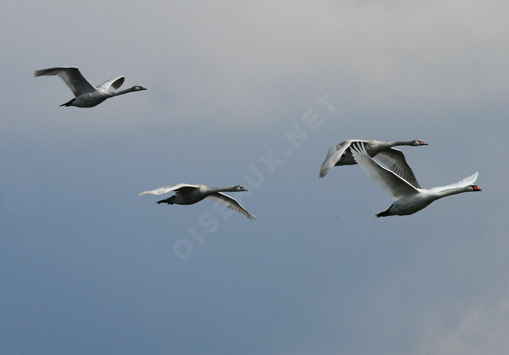 Cygne tuberculé