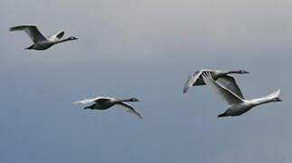 Cygne tuberculé