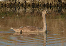 Cygne tuberculé