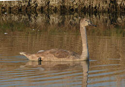 Cygne tuberculé