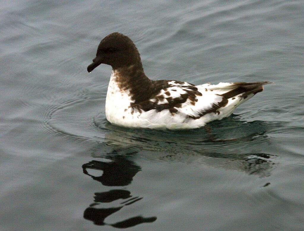 Cape Petrel