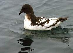 Cape Petrel