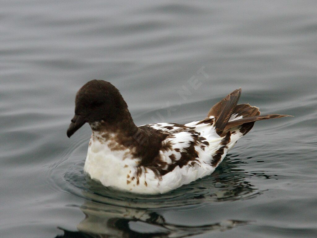 Cape Petrel