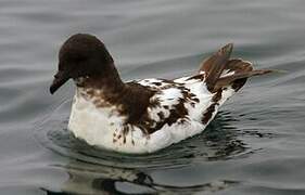 Cape Petrel