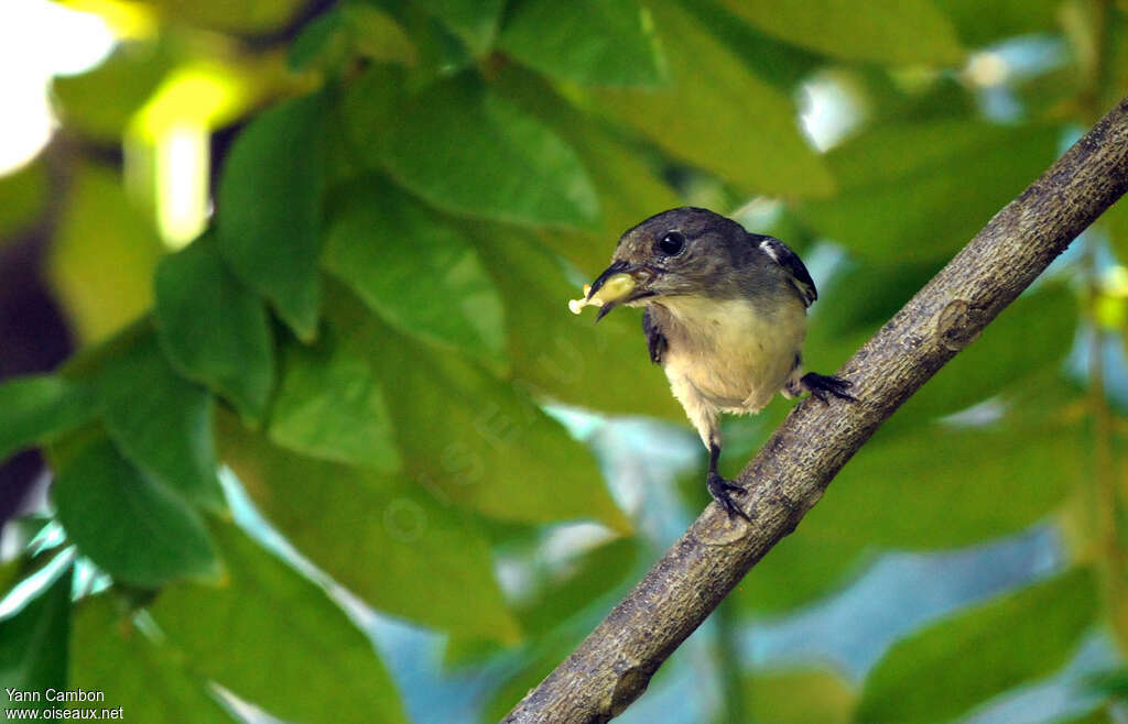 Scarlet-backed Flowerpecker female adult, close-up portrait, feeding habits, Reproduction-nesting