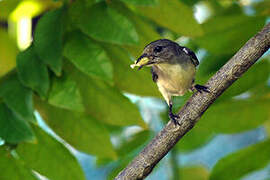 Scarlet-backed Flowerpecker