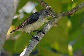 Scarlet-backed Flowerpecker