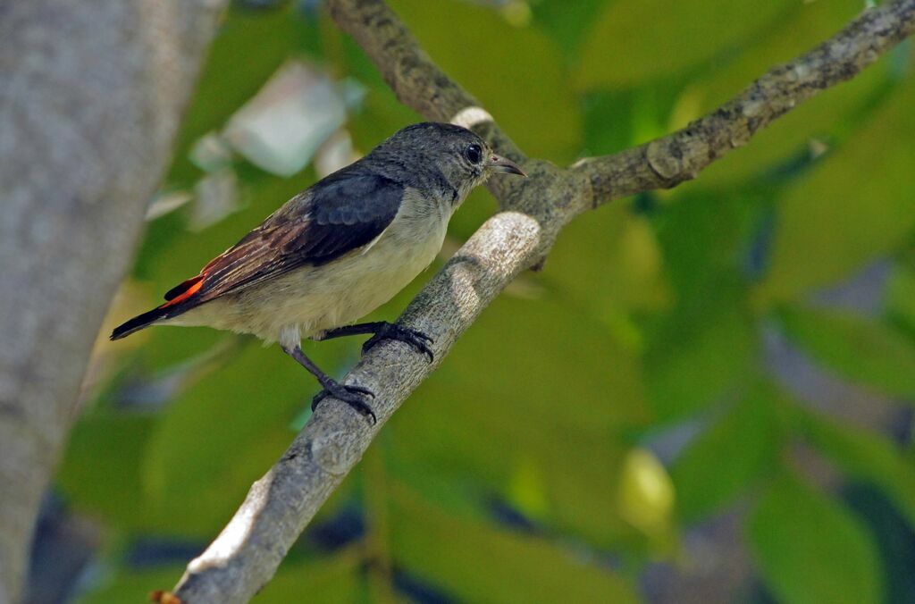 Scarlet-backed Flowerpecker female adult, Reproduction-nesting