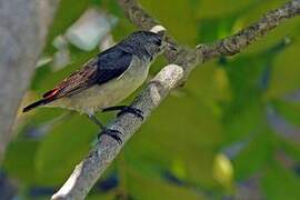 Scarlet-backed Flowerpecker