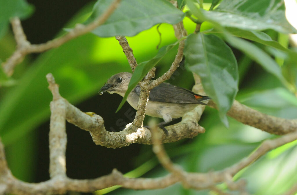 Scarlet-backed Flowerpecker female adult, Reproduction-nesting