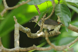 Scarlet-backed Flowerpecker