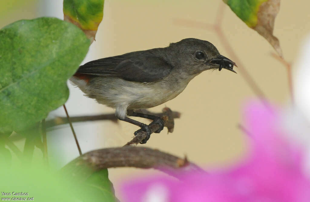 Scarlet-backed Flowerpecker female adult, feeding habits, Reproduction-nesting