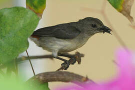 Scarlet-backed Flowerpecker