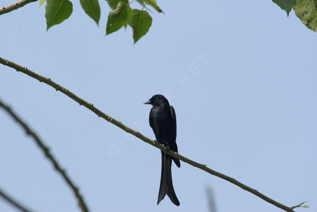 Drongo royal