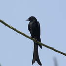 Drongo royal