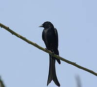 Drongo royal