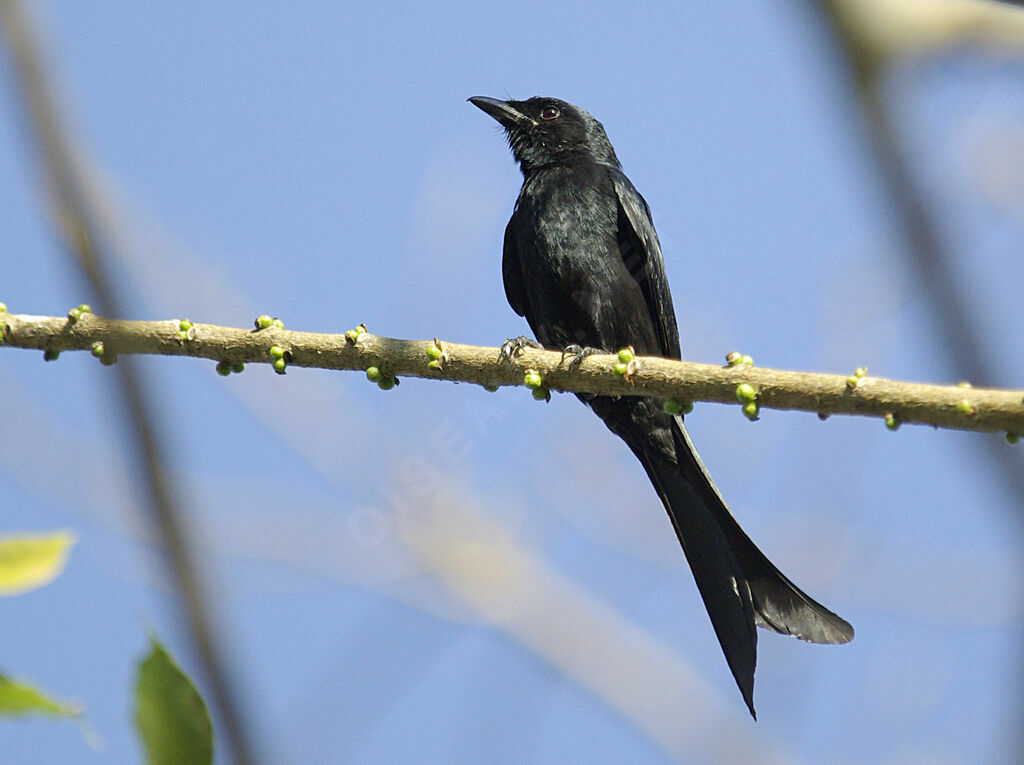 Black Drongo