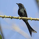 Drongo royal