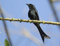 Black Drongo