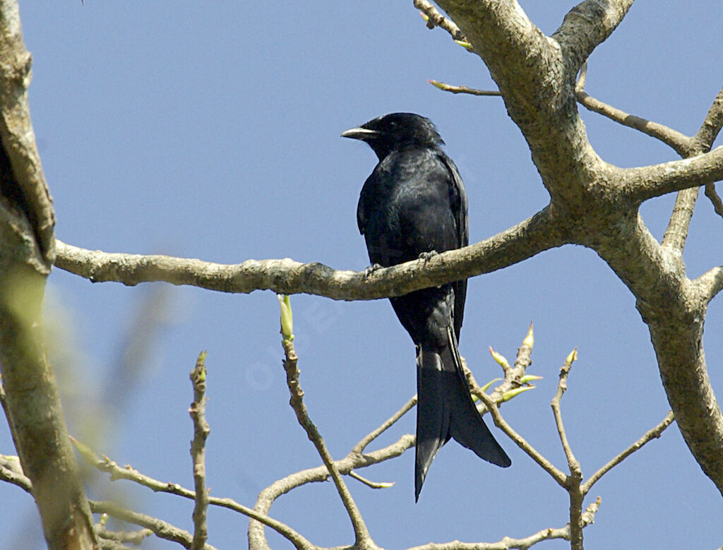 Black Drongo